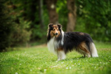 Otlakta koşan Sheltie köpeği