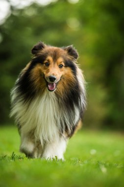 Otlakta koşan Sheltie köpeği
