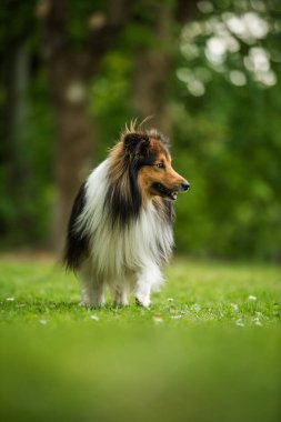 Otlakta koşan Sheltie köpeği
