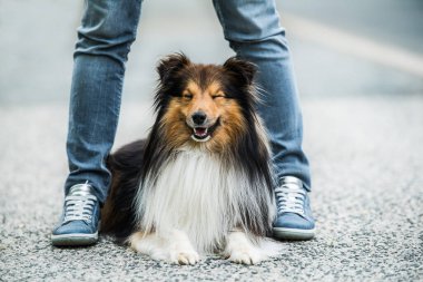 Sheltie köpeği sahibinin bacaklarının arasında yatıyor.