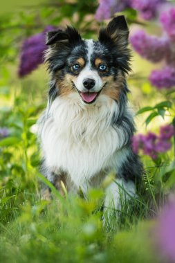 Küçük Avustralyalı çoban köpeği leylak çalılarının altında oturuyor.