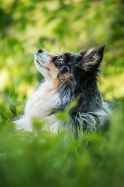 Minyatür Avustralyalı çoban köpeği leylak çalılarının altında yatıyor