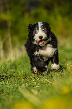 Bahar çayırında sakallı çoban köpeği