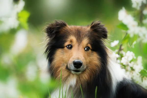 Шеллі Собака Весняній Природі — стокове фото