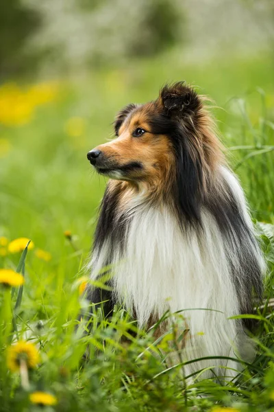 Sheltie Hund Vårblomsteräng — Stockfoto