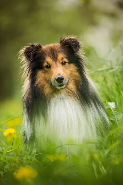 Sheltie Chien Dans Une Prairie Fleurs Printemps — Photo