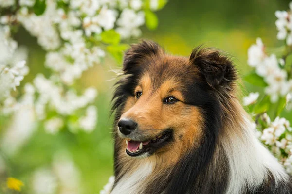 Sheltie Chien Dans Une Prairie Fleurs Printemps — Photo