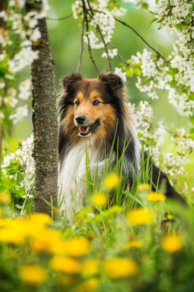 Sheltie Pies Wiosennej Łące Kwiat — Zdjęcie stockowe