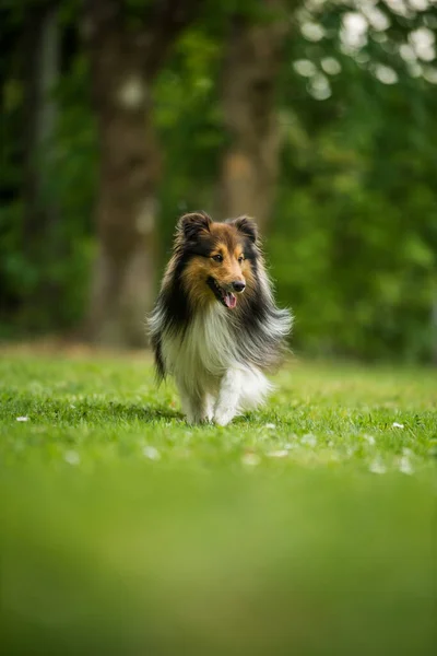 Bieganie Sheltie Dog Łące — Zdjęcie stockowe