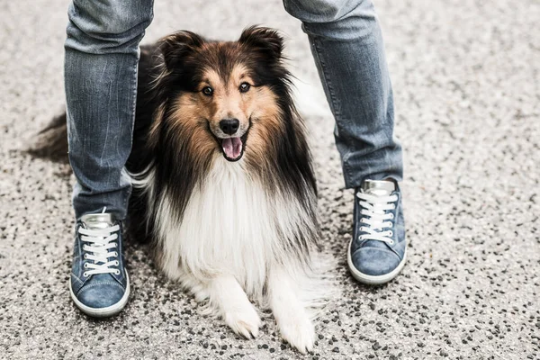 Sahibinin bacaklarının arasında Sheltie köpeği