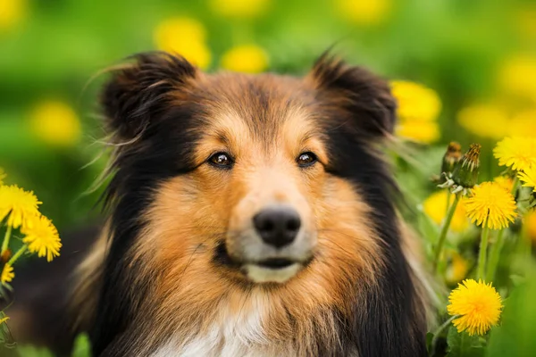 Sheltie Hond Een Voorjaar Bloem Weide — Stockfoto