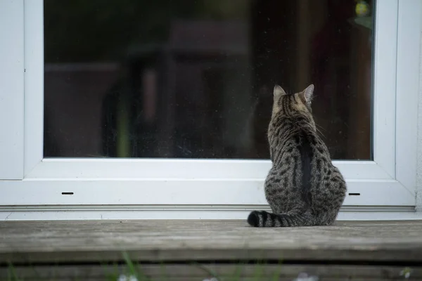 Tabby Cat Waiting Door — Stock Photo, Image
