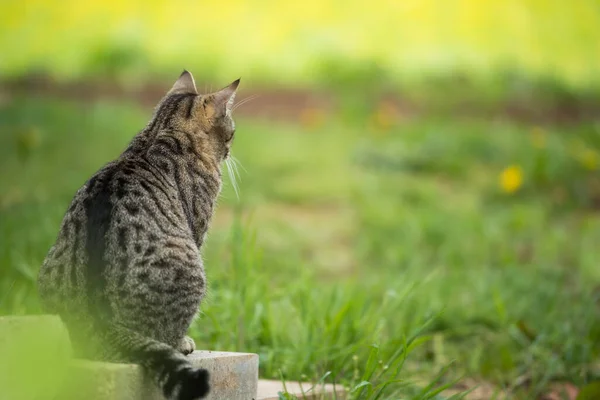 Brown Tabby Cat Flower Meadow — Zdjęcie stockowe