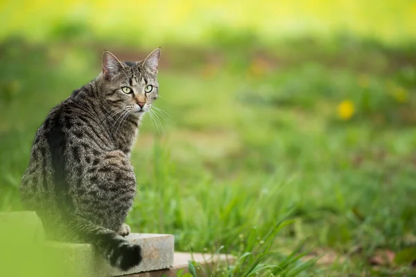 在花草场里的褐色肥猫 — 图库照片