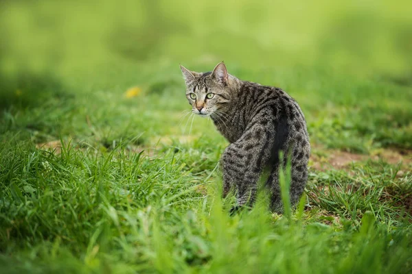 Chat Brun Tabby Dans Une Prairie Fleurs — Photo