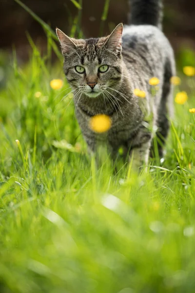 Brown Tabby Cat Flower Meadow — стокове фото