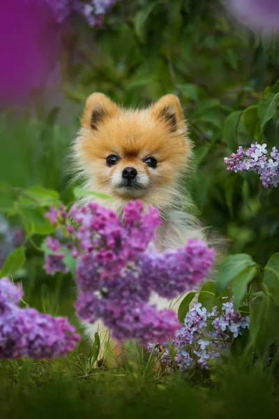 Cute Pomeranian Dog Spring Nature — Stockfoto