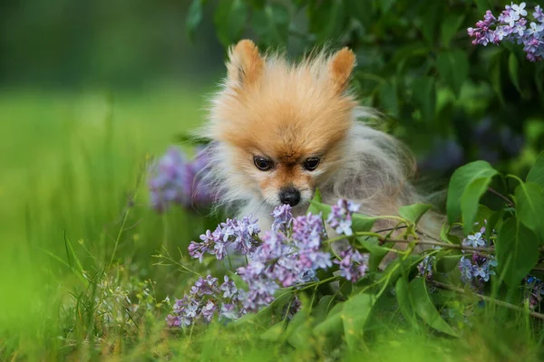 Cute Pomeranian Dog Spring Nature — Fotografia de Stock