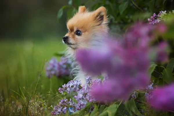 Lindo Perro Pomerania Naturaleza Primavera — Foto de Stock