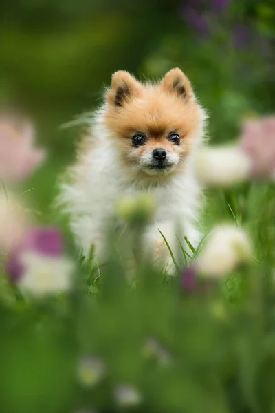 Mignon Chien Poméranien Dans Nature Printanière — Photo