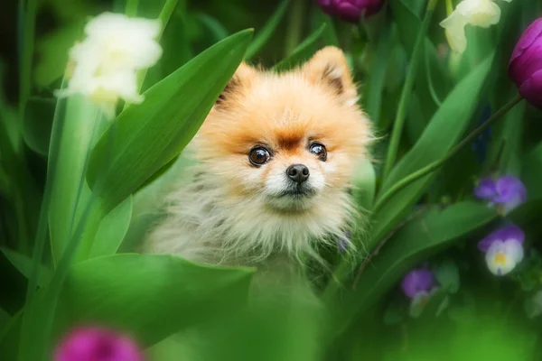 Cute Pomeranian Dog Spring Nature — Zdjęcie stockowe