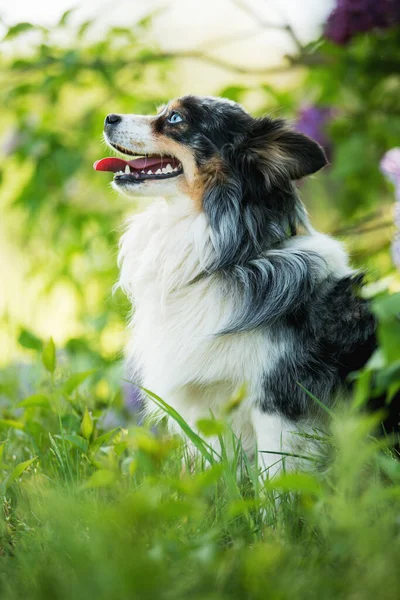 Miniatur Australiska Herde Hund Sitter Syrenbuske — Stockfoto