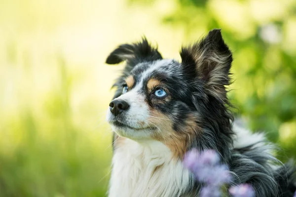 Miniatur Australian Shepherd Dog Lying Lilac Bush — Foto Stock