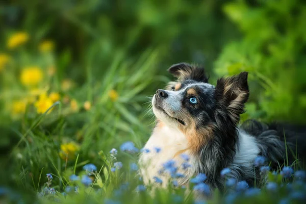 大人のミニチュアオーストラリアの羊飼いの犬は花の牧草地に横たわっています — ストック写真