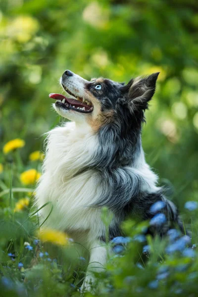 大人ミニチュアオーストラリアの羊飼い犬は花の牧草地に座っています — ストック写真