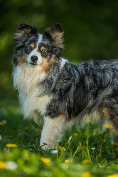 Adult Miniatur Australian Shepherd Dog Garden — Stockfoto