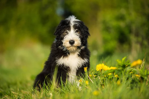 Skäggig Collie Hund Våräng — Stockfoto