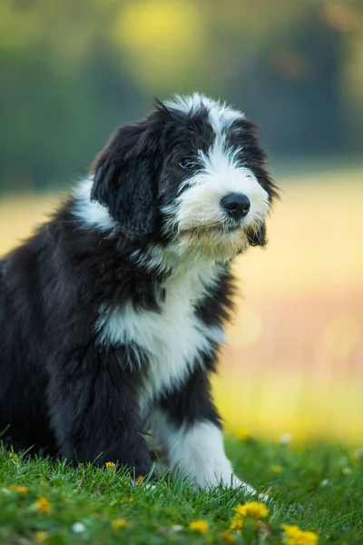 春の牧草地でひげそりのコリー犬 — ストック写真