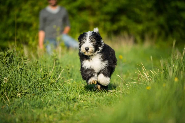 Baard Collie Hond Een Lente Weide — Stockfoto