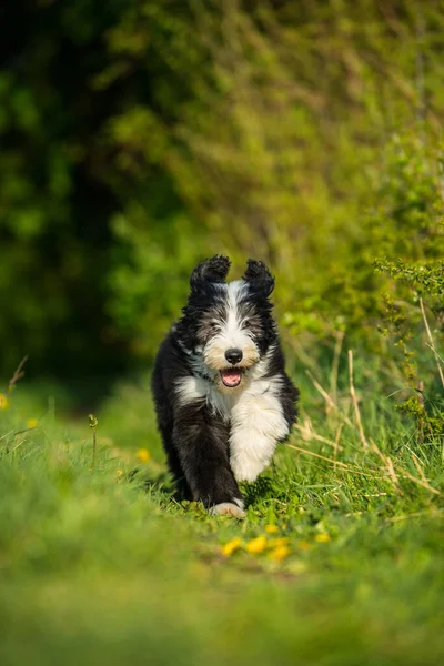 Skäggig Collie Hund Våräng — Stockfoto