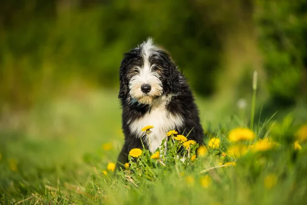 Pies Brodą Łące Wiosennej — Zdjęcie stockowe