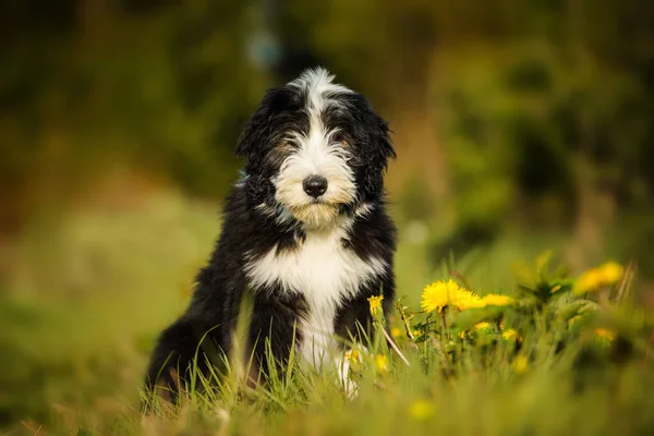 Bearded Collie Dog Spring Meadow — Stockfoto