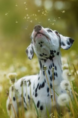 Dalmaçyalı köpek yavrusu karahindiba çayırında