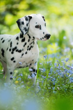 Dalmaçyalı bir köpek yavrusu Beni unutma Çayırda değil