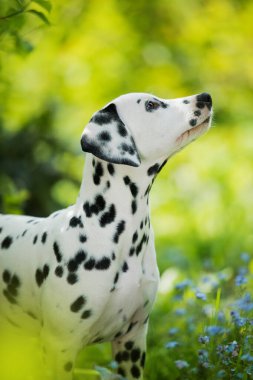 Dalmaçyalı bir köpek yavrusu Beni unutma Çayırda değil