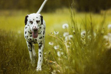 Yaz çayırında Dalmaçyalı bir köpek