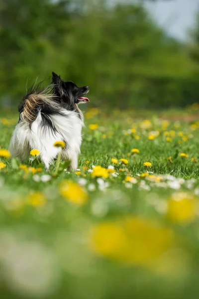 Běžící Papillon Pes Jarní Květinové Louce — Stock fotografie