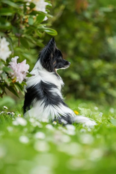 Cute Papillon Dog Spring Meadow — Stock Photo, Image