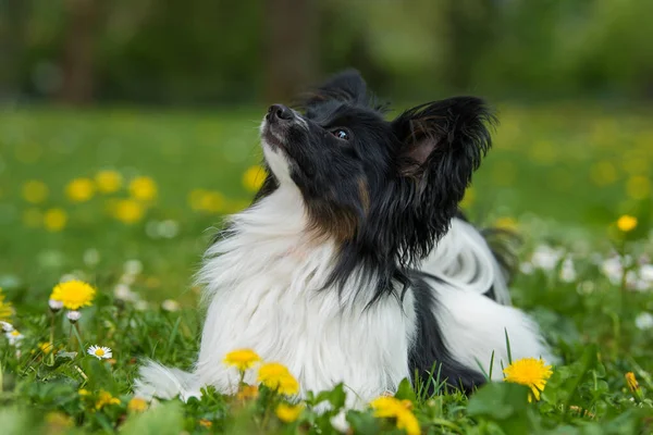 Papillon Hund Liegt Einer Frühlingswiese — Stockfoto