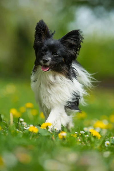 Löpande Papillonhund Vårblomsteräng — Stockfoto