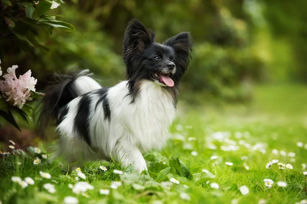 Bahar Otlağındaki Sevimli Papillon Köpek — Stok fotoğraf