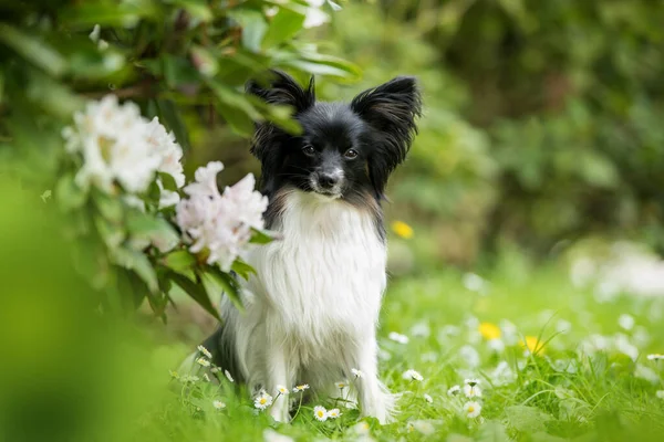 Niedlicher Papillon Hund Auf Einer Frühlingswiese — Stockfoto