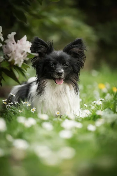 Cute Papillon Dog Wiosna Łąka — Zdjęcie stockowe