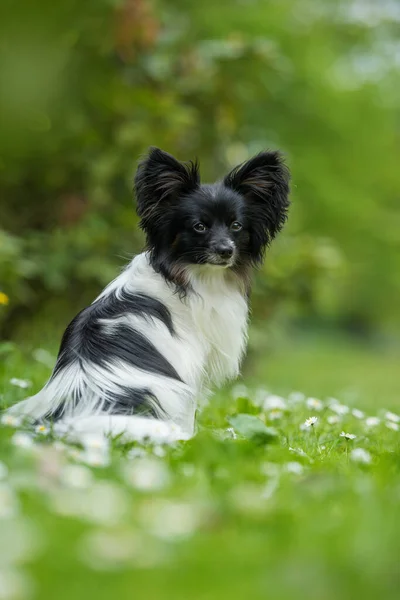 春の牧草地でかわいいパピロン犬 — ストック写真