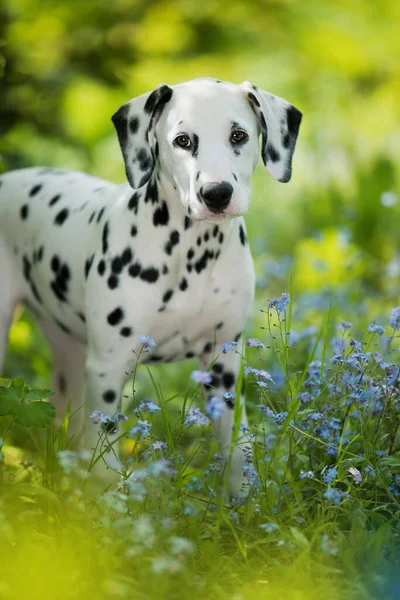 Dalmatian Puppy Forget Meadow — Stock Photo, Image