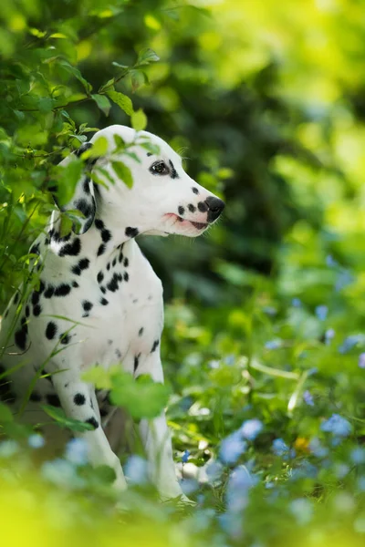 Dalmatinerwelpe Einer Vergissmeinnicht Wiese — Stockfoto